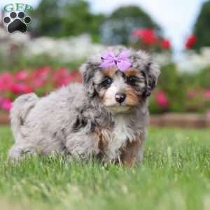 Jewel, Mini Bernedoodle Puppy